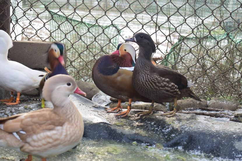  - Rate mandarine negre