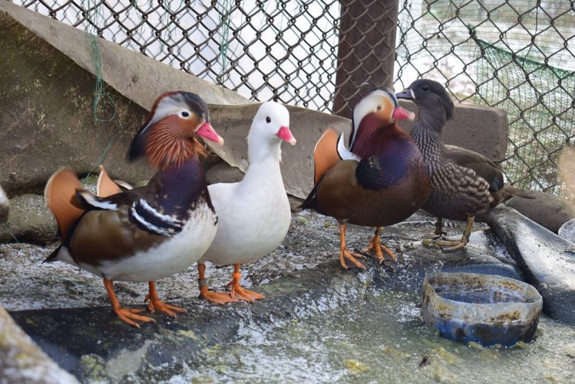  - Rate mandarine negre