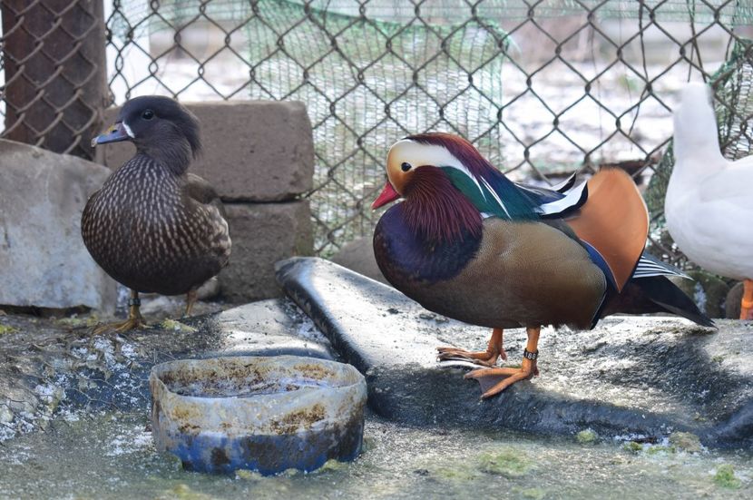  - Rate mandarine negre