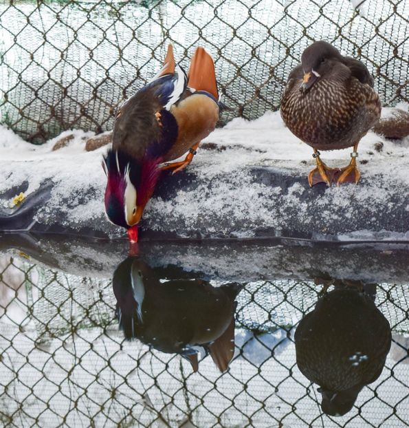  - Rate mandarine negre