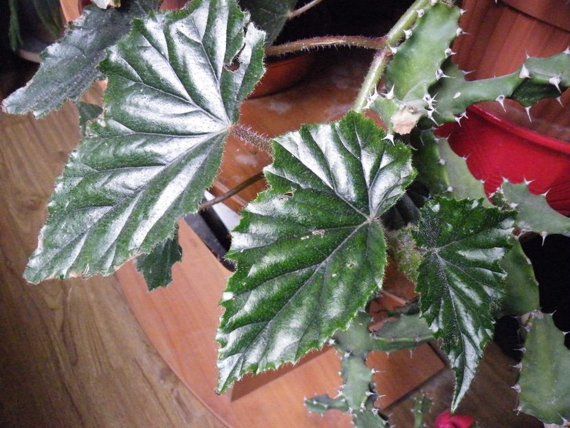 metallica - Colectie begonia