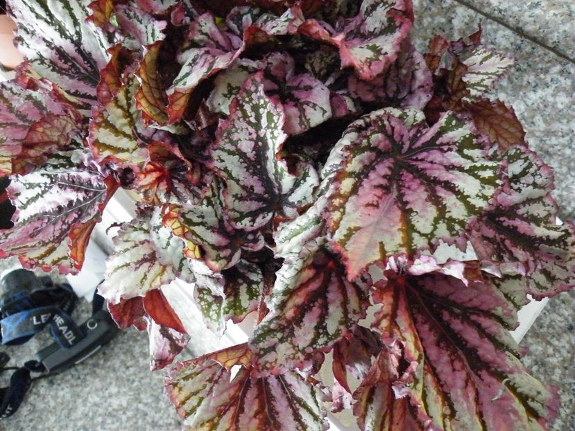 pink pop - Colectie begonia