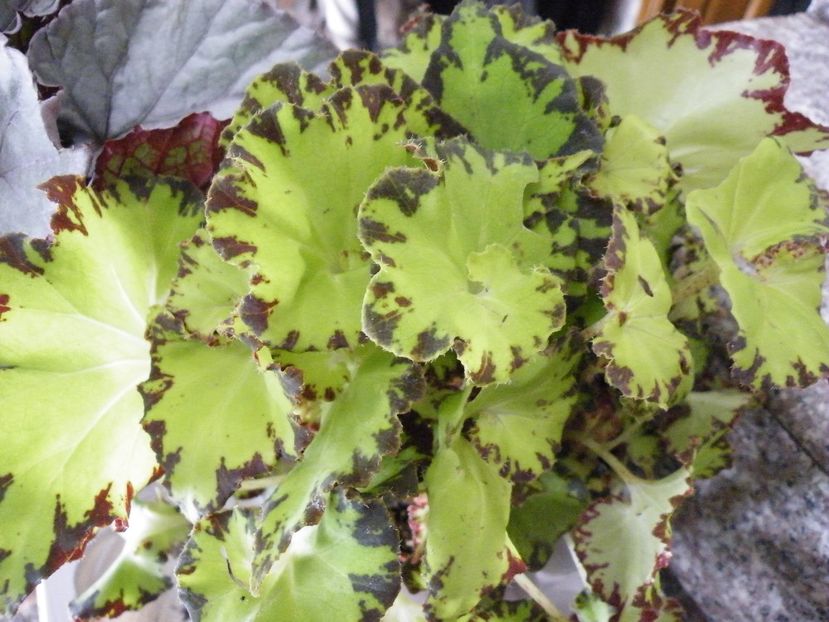 baby dress - Colectie begonia