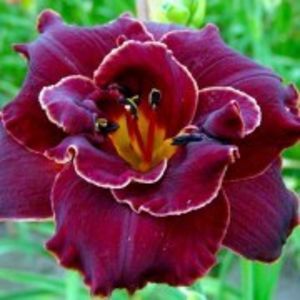burgundy love - HEMEROCALLIS achizitionati in 2017 si 2018