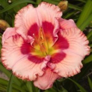 cherry valentine - HEMEROCALLIS achizitionati in 2017 si 2018