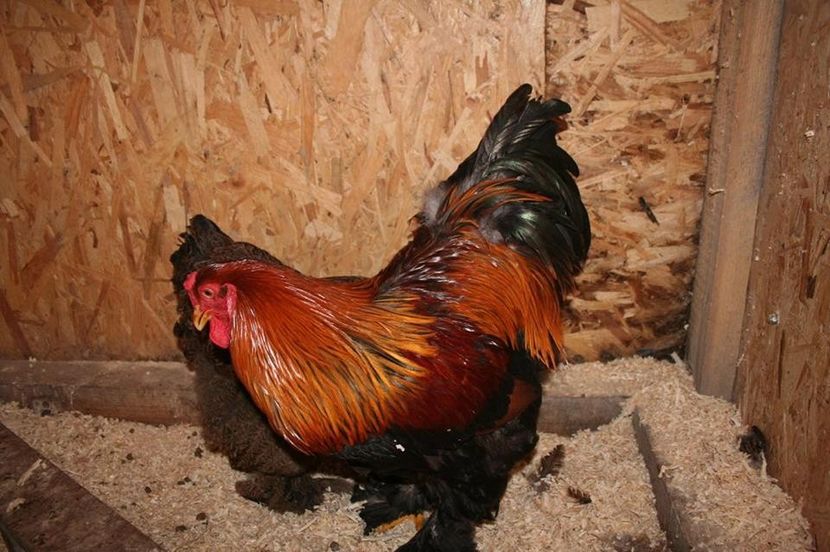  - Brahma Potarnichiu