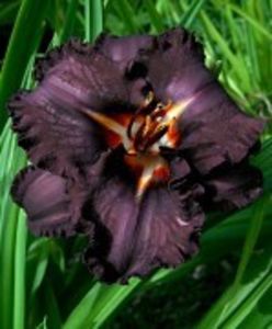 longfields black magic - HEMEROCALLIS achizitionati in 2017 si 2018