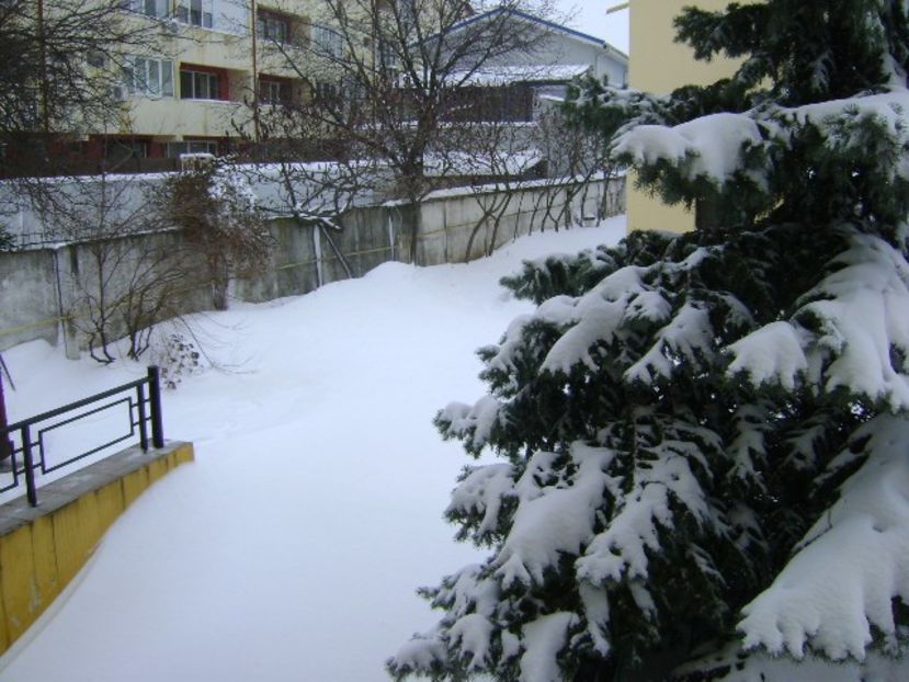 23 mart. 2018 - Cod portocaliu de viscol - Primavara 2018