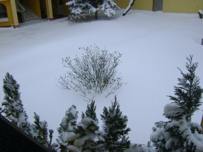 23 mart. 2018 - Cod portocaliu de viscol - Primavara 2018