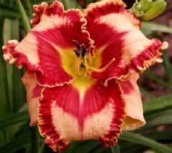 lies and lipstick - HEMEROCALLIS achizitionati in 2017 si 2018