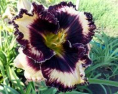 moussaka - HEMEROCALLIS achizitionati in 2017 si 2018