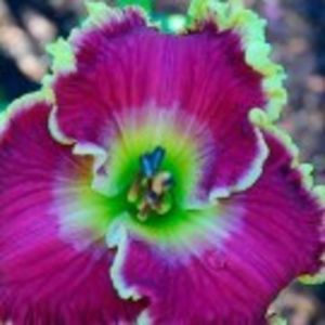 mulberry freeze - HEMEROCALLIS achizitionati in 2017 si 2018