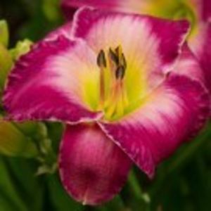 moroccan sunrise - HEMEROCALLIS achizitionati in 2017 si 2018