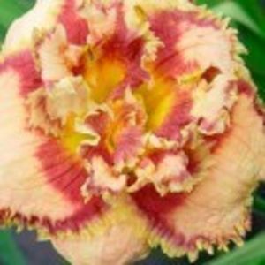 bonibrae  sharky - HEMEROCALLIS achizitionati in 2017 si 2018