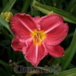 charles  johnston - HEMEROCALLIS achizitionati in 2017 si 2018