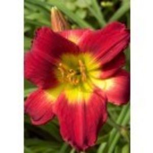 chrismas - HEMEROCALLIS achizitionati in 2017 si 2018