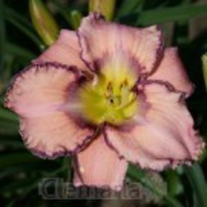 create your dream - HEMEROCALLIS achizitionati in 2017 si 2018