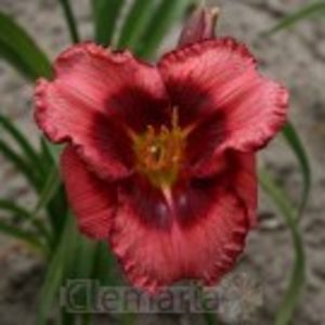 dan  mahoney - HEMEROCALLIS achizitionati in 2017 si 2018