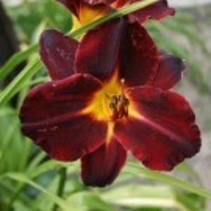 dominic - HEMEROCALLIS achizitionati in 2017 si 2018