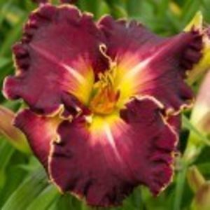 excellent - HEMEROCALLIS achizitionati in 2017 si 2018