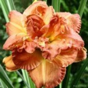 candlelight  dinner - HEMEROCALLIS achizitionati in 2017 si 2018