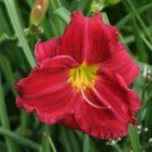 indy  rhapsody - HEMEROCALLIS achizitionati in 2017 si 2018