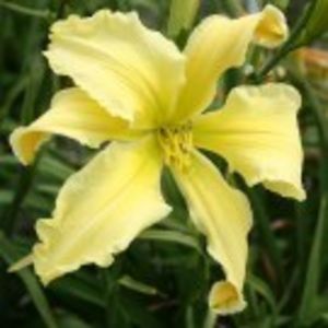 mademoiselle  constanza - HEMEROCALLIS achizitionati in 2017 si 2018