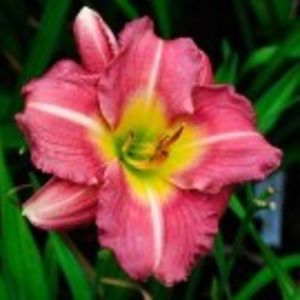 matrousjka - HEMEROCALLIS achizitionati in 2017 si 2018