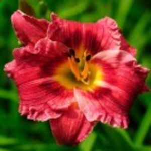 mayah  diana - HEMEROCALLIS achizitionati in 2017 si 2018