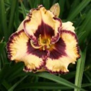 open  my eyes - HEMEROCALLIS achizitionati in 2017 si 2018