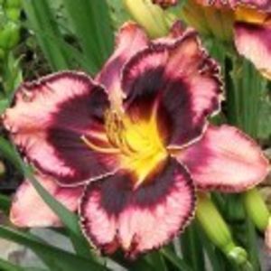 simmons overture - HEMEROCALLIS achizitionati in 2017 si 2018