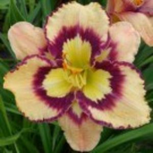 spacecoast  sea shells - HEMEROCALLIS achizitionati in 2017 si 2018