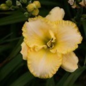 total look - HEMEROCALLIS achizitionati in 2017 si 2018