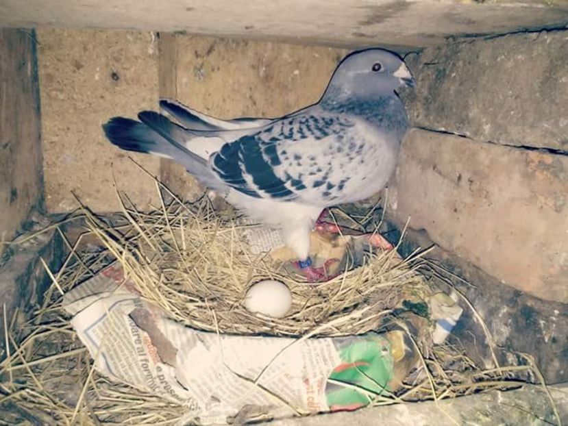 Femela gută pe rar deschis la clocit - Porumbei Voiajori Standard