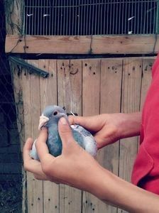 Femelă ţinută ȋn mâna - Porumbei Voiajori Standard
