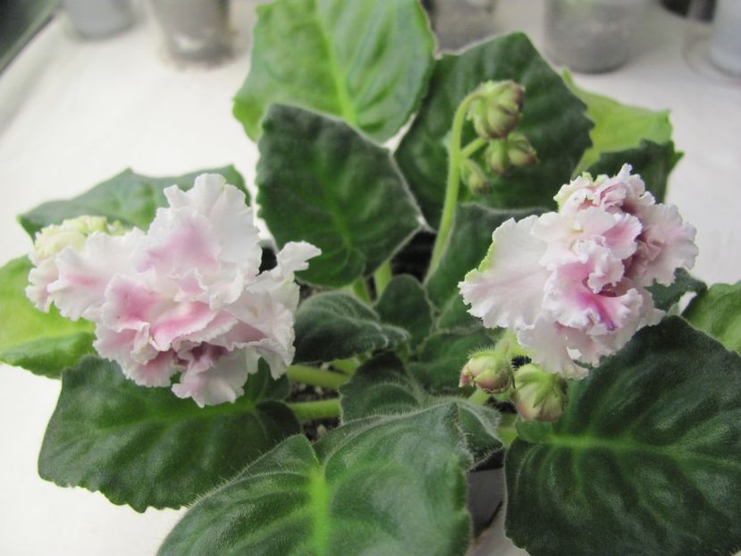  - ZZZRS Gertsoginia Liuks