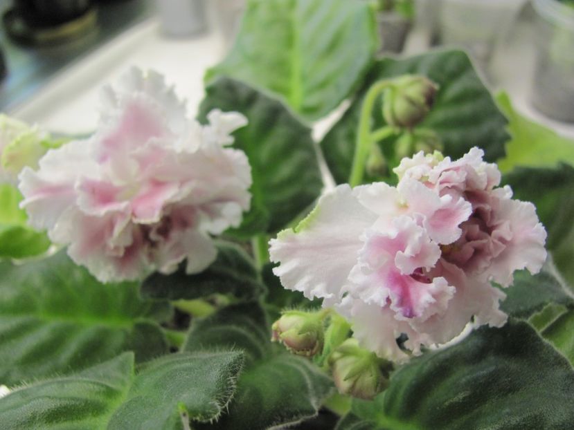  - ZZZRS Gertsoginia Liuks