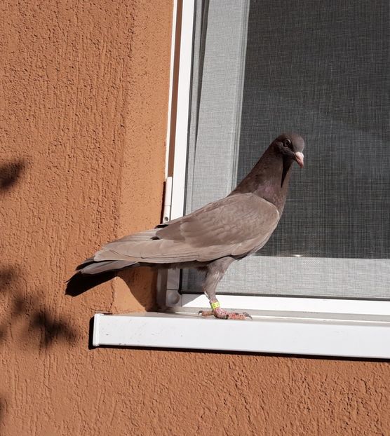 12_1 mascul horseman - 2017_Pui