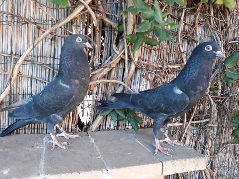 10_2 masculi - 2017_Pui