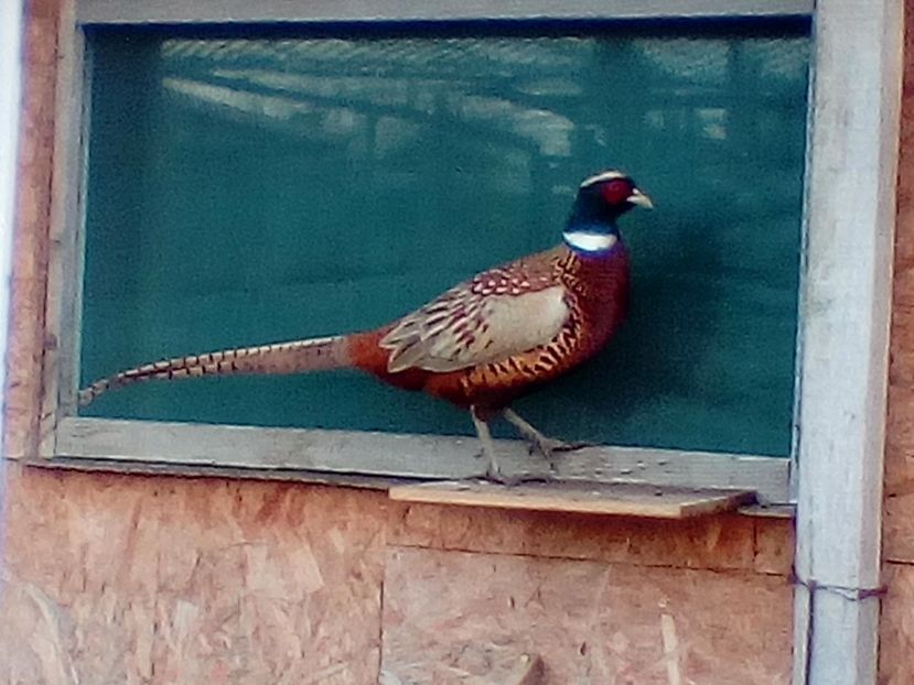 mascul fazan comun - -De vanzare