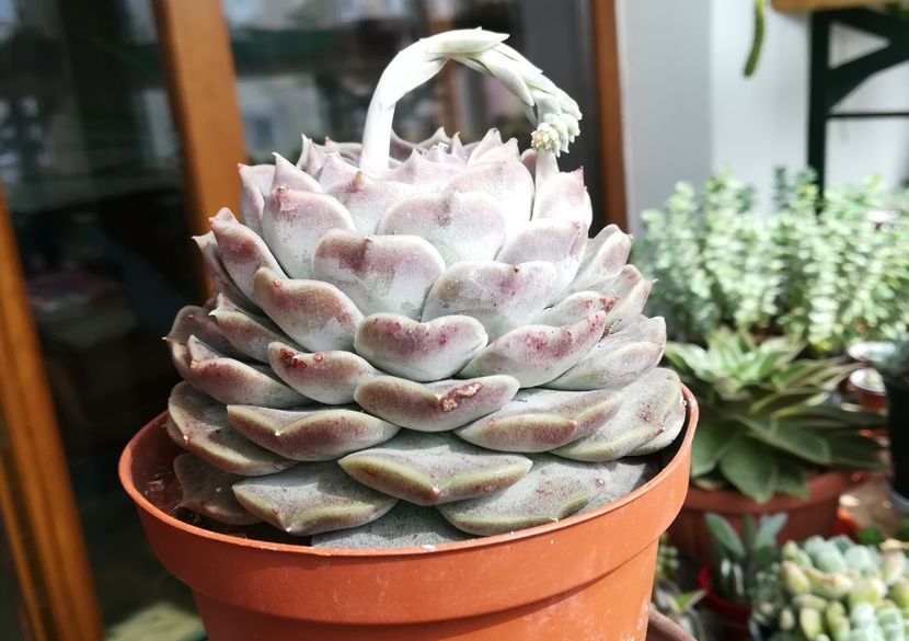 Echeveria elegans "Hyalina" - Echeveria