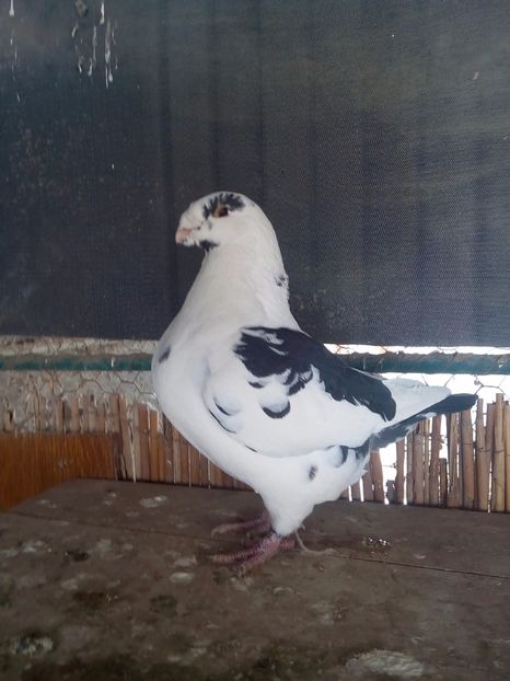 M 2016 - Perechi 2018