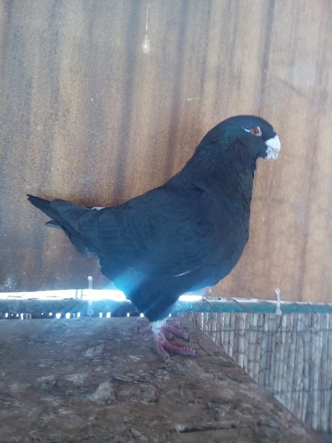 M 2016 - Perechi 2018