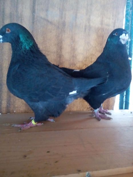 Per. 2 - Perechi 2018