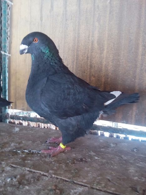 F 2017 - Perechi 2018