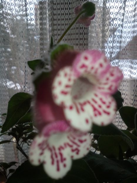  - kohlerii 2014-2015-2016-2018