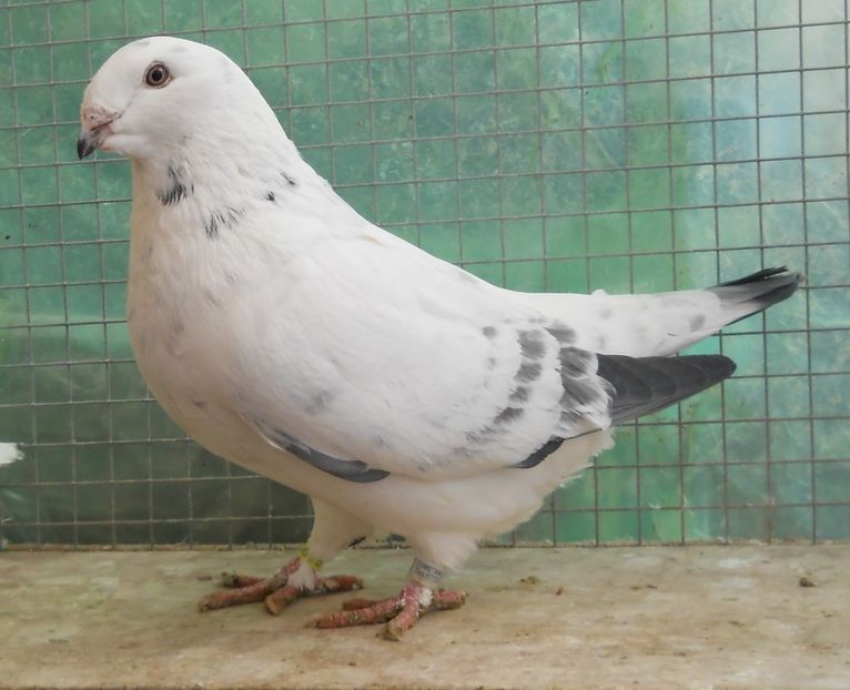 22 - Pui voiajor standard 2017