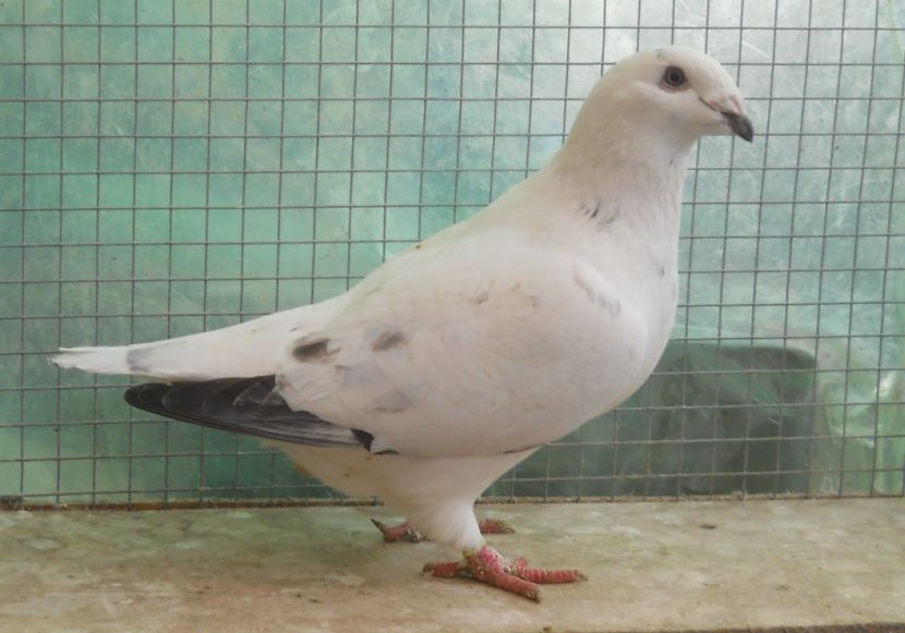 23 - Pui voiajor standard 2017