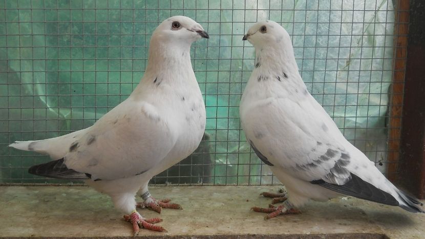 24 - Pui voiajor standard 2017