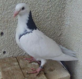 Pui 18-995....-Targoviste - Porumbei vanduti